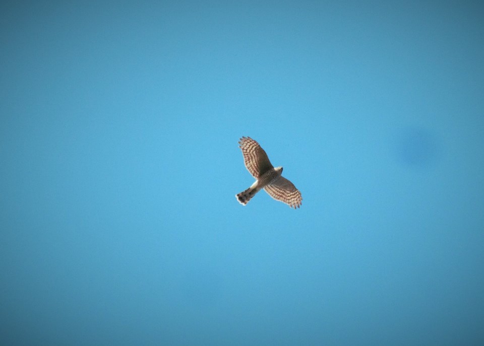 Eurasian Sparrowhawk