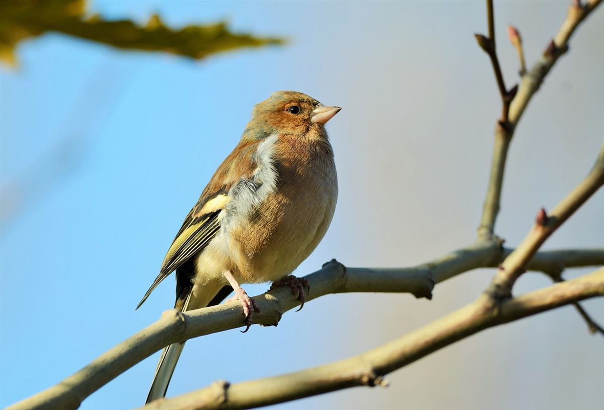 Eurasian Chaffinch