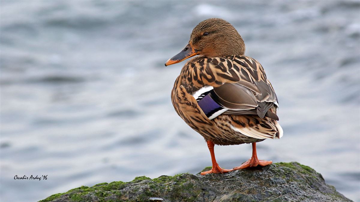 Mallard