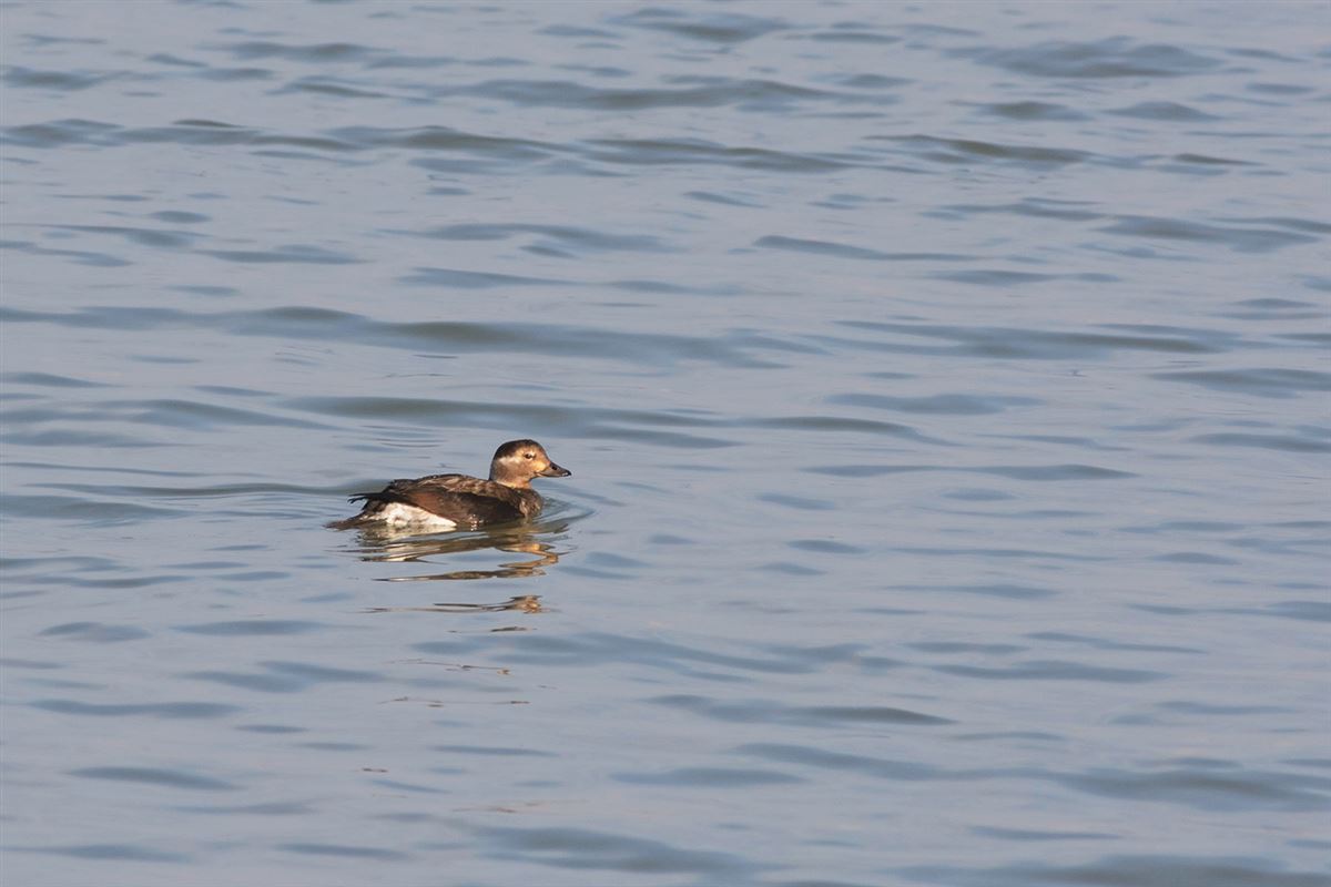 Long-tailed Duck