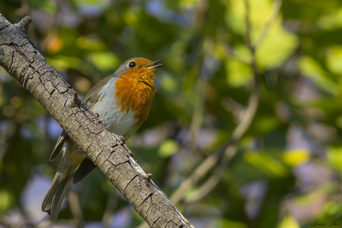 European Robin