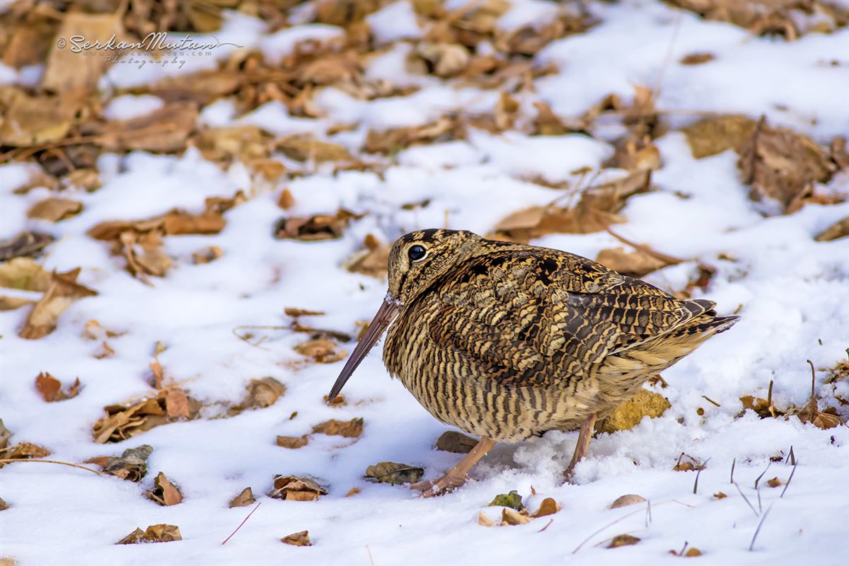 Eurasian Woodcock
