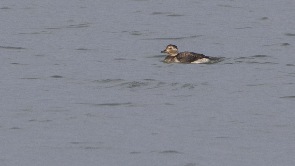Long-tailed Duck