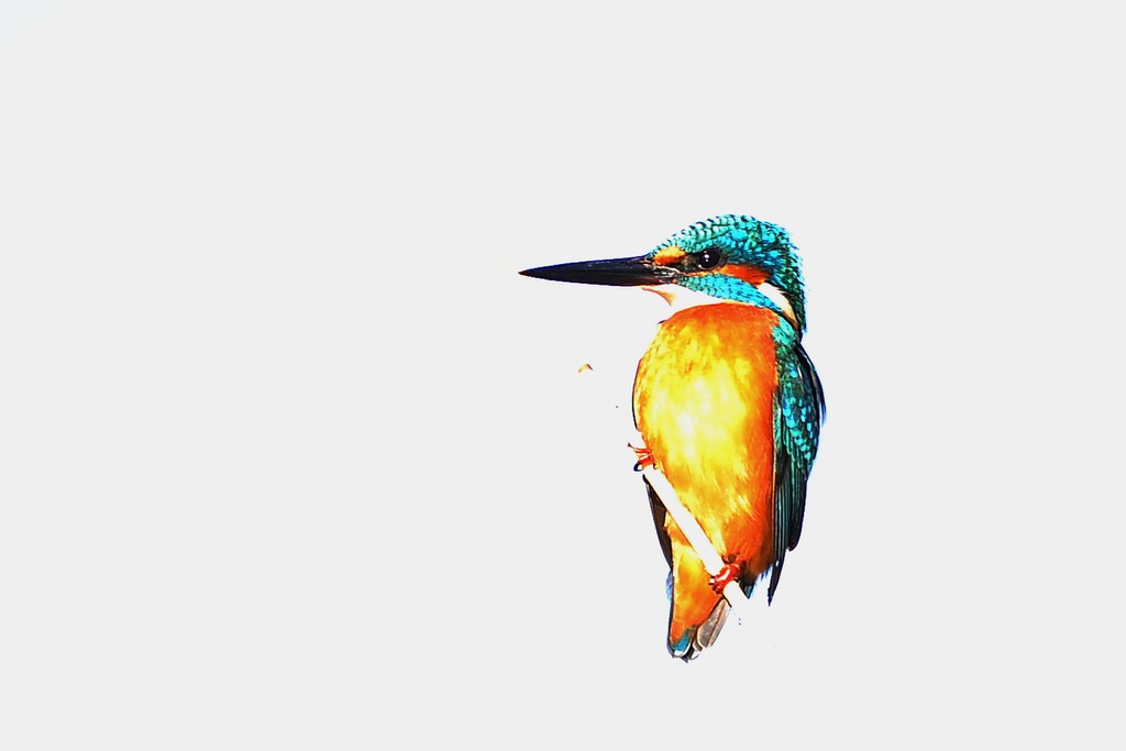 Common Kingfisher