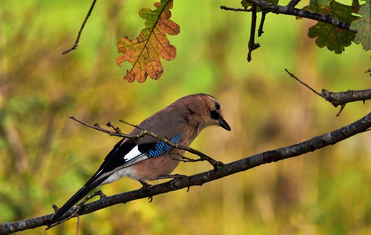Eurasian Jay