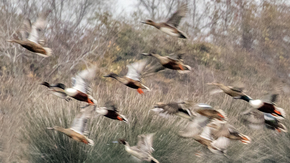 Eurasian Wigeon