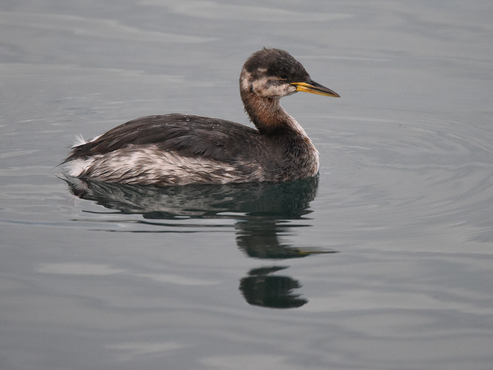 Red-necked Grebe