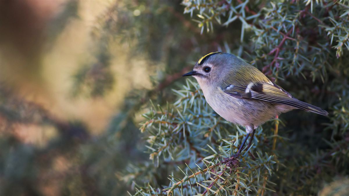 Goldcrest