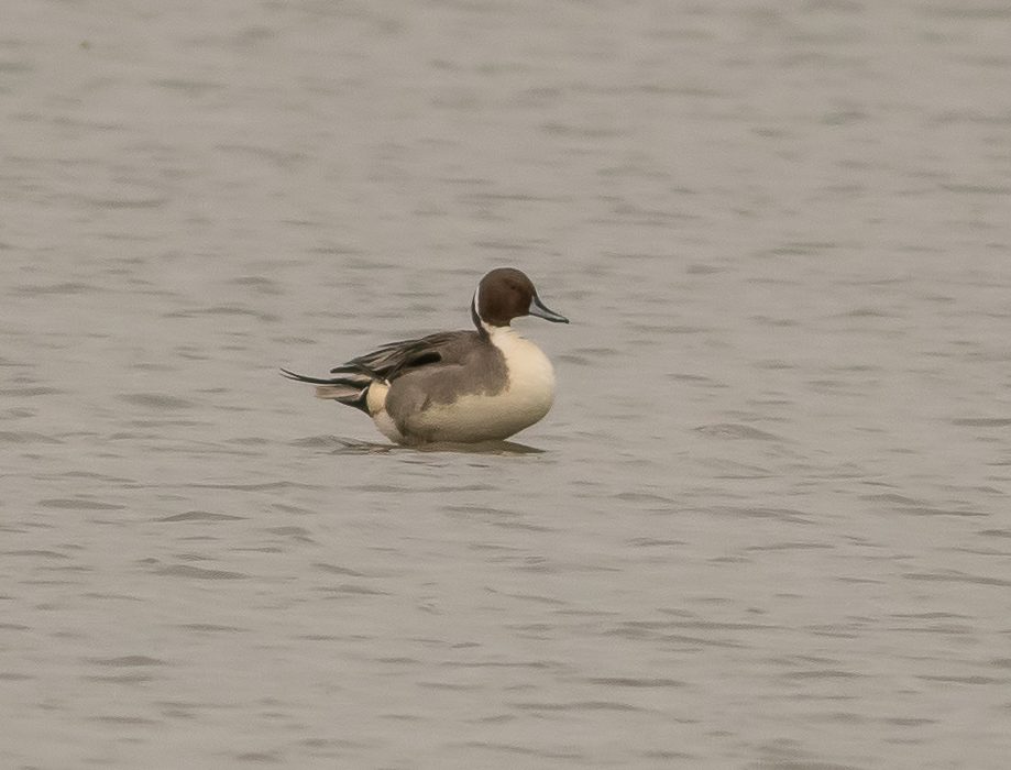 Northern Pintail