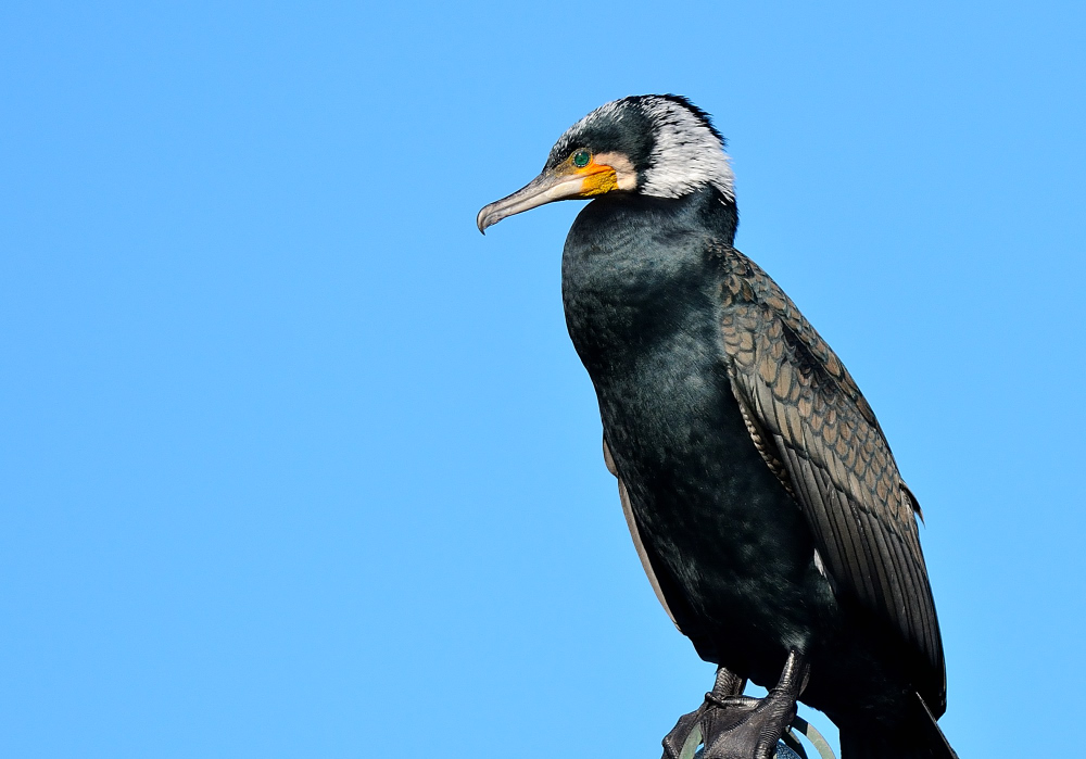 Great Cormorant