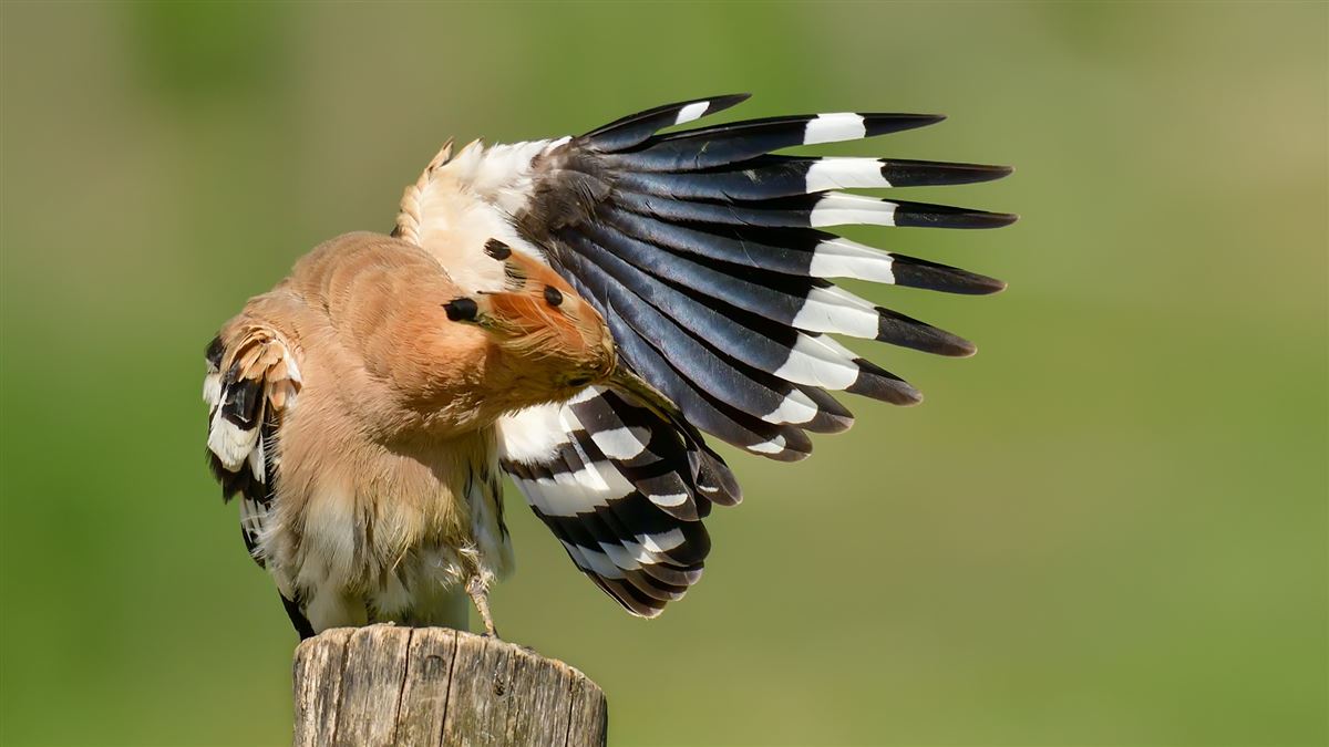 Common Hoopoe