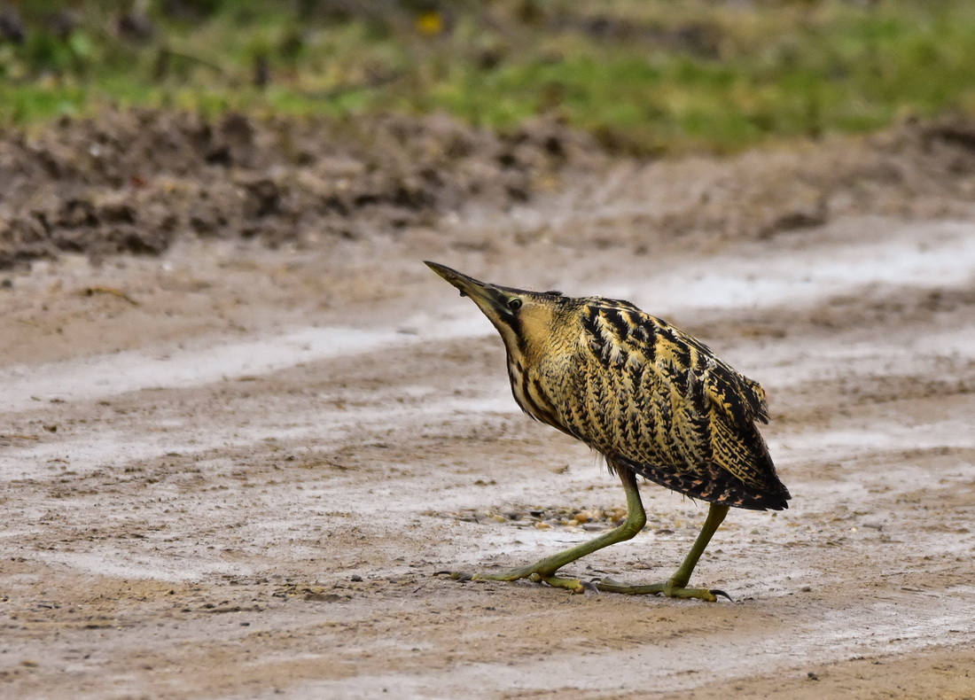 Eurasian Bittern