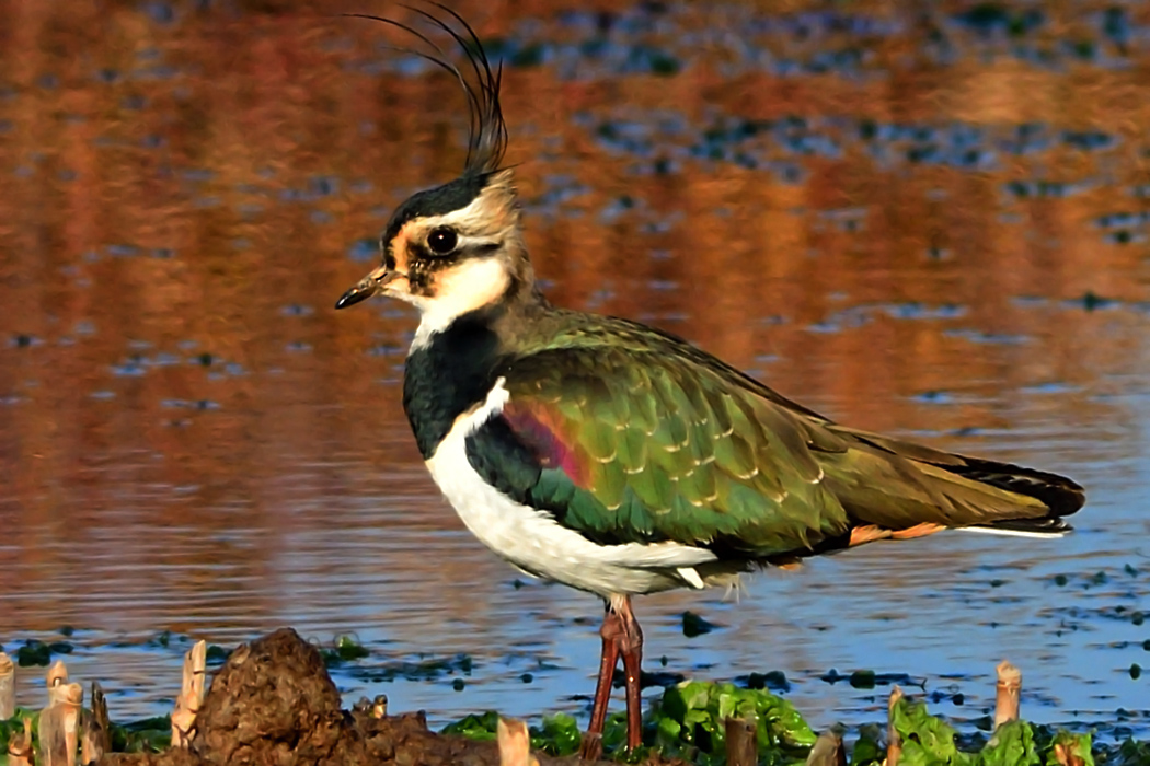 Northern Lapwing