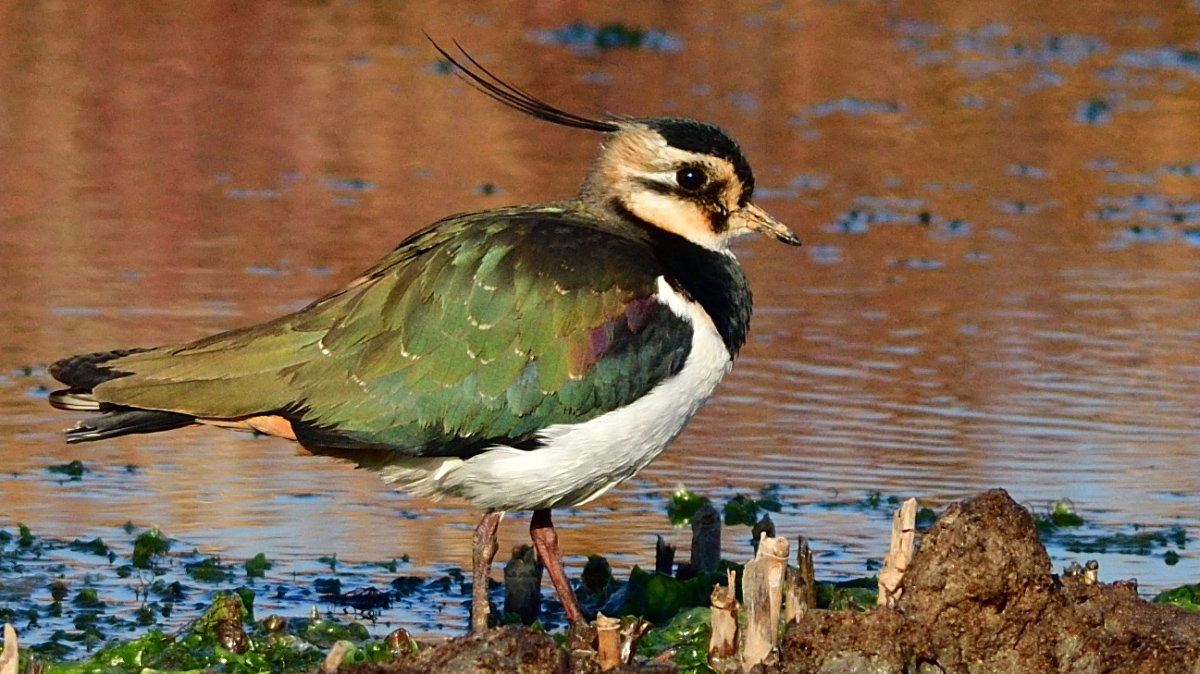 Northern Lapwing