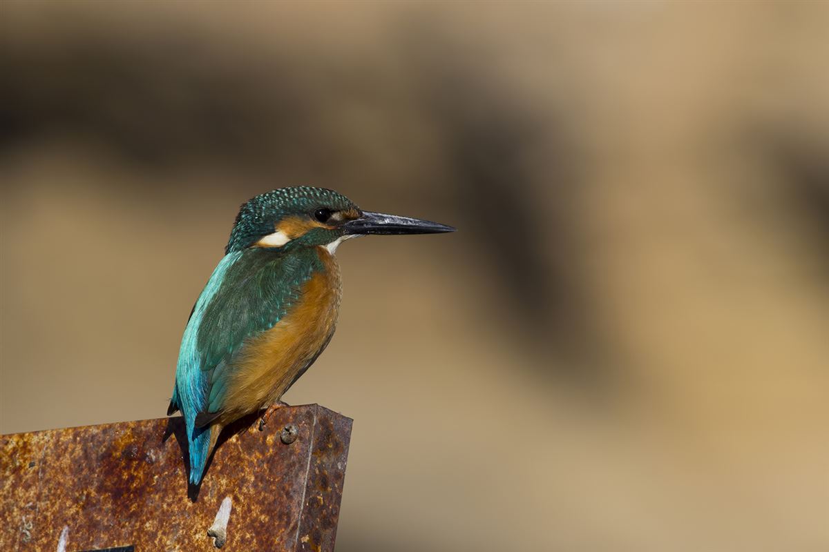 Common Kingfisher