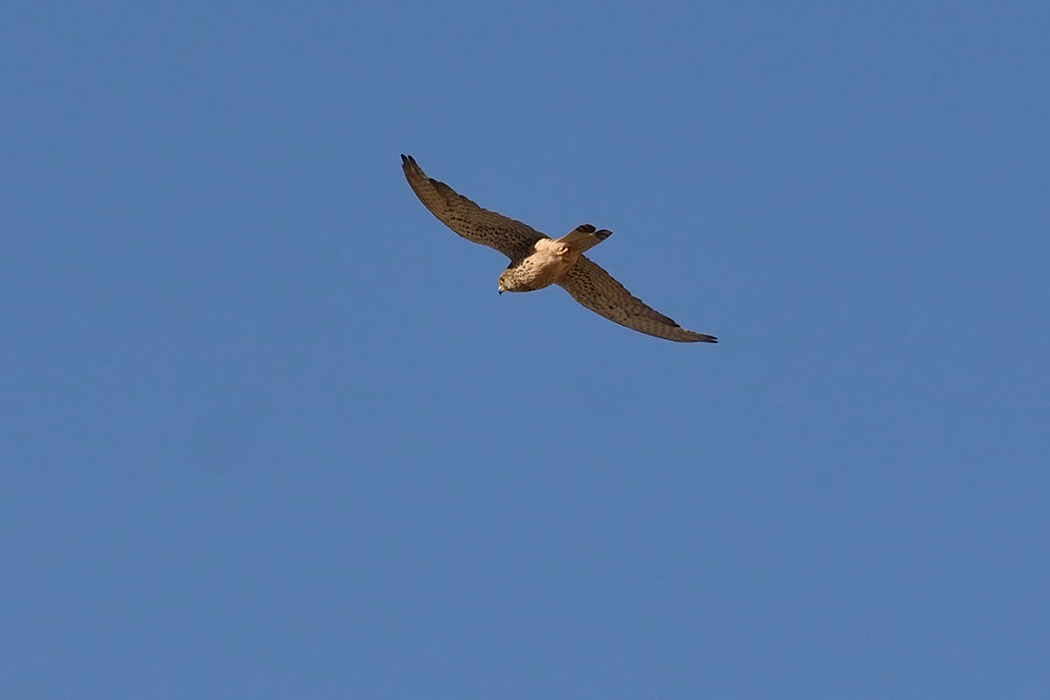 Common Kestrel