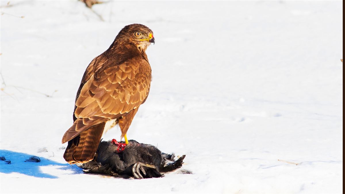 Common Buzzard
