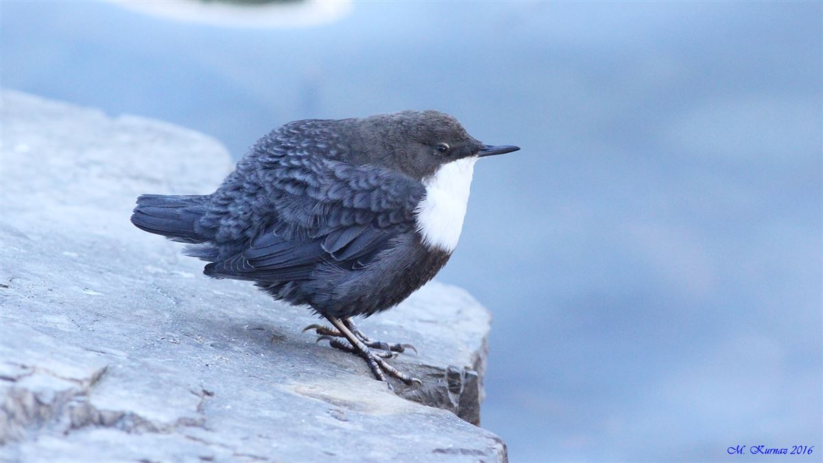 White-throated Dipper