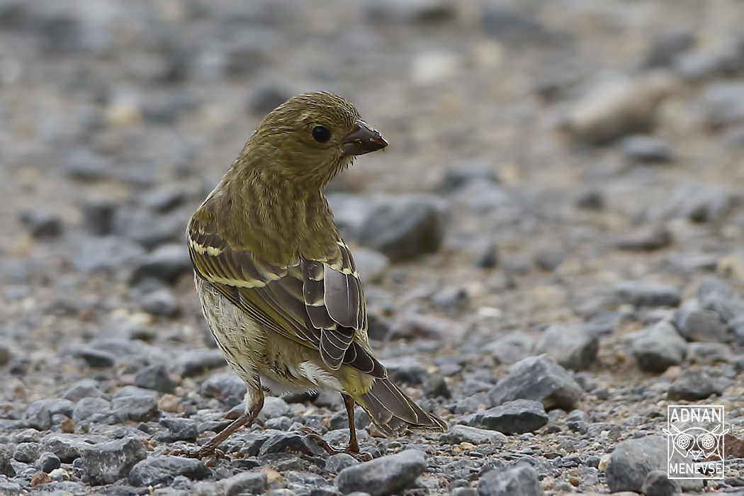 Common Rosefinch