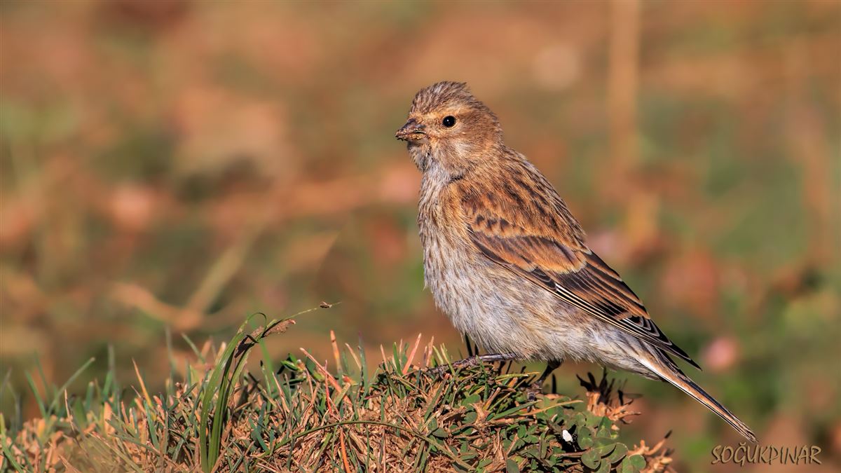Common Linnet