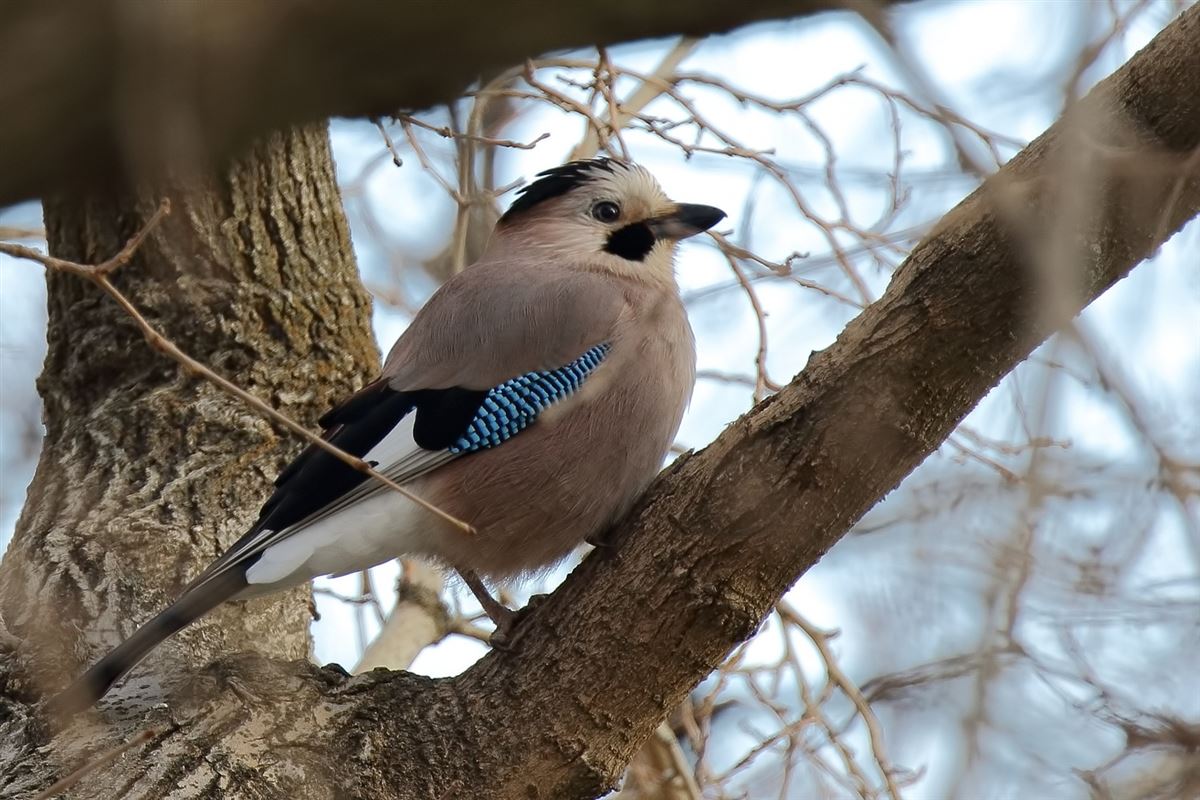 Eurasian Jay