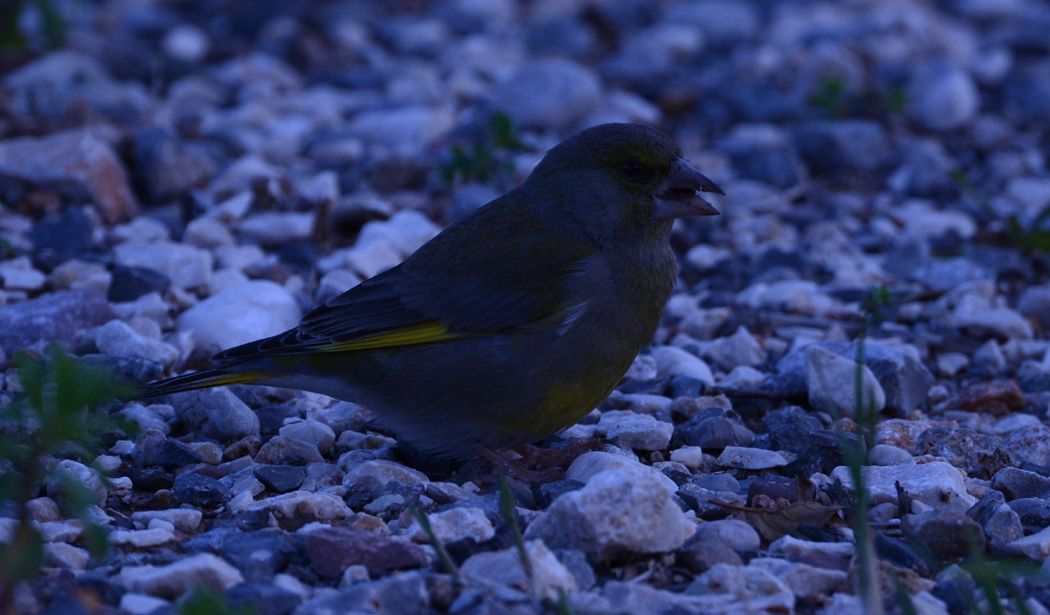 European Greenfinch