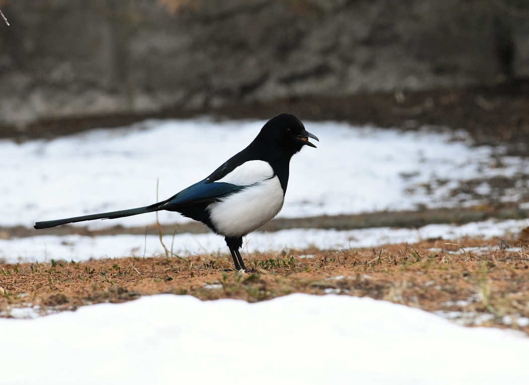 Eurasian Magpie