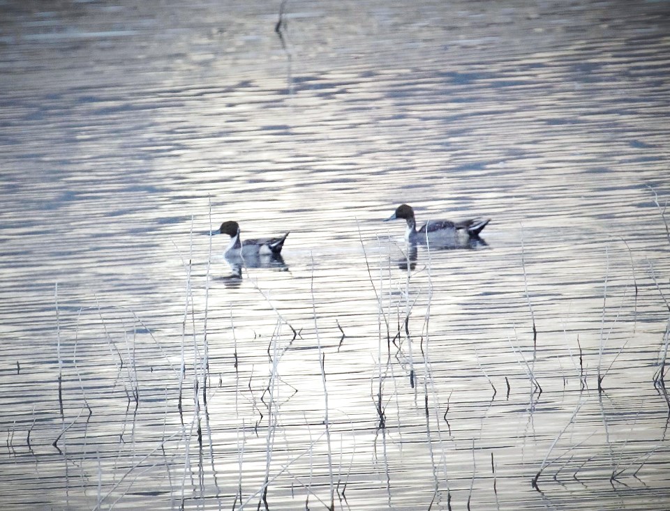 Northern Pintail