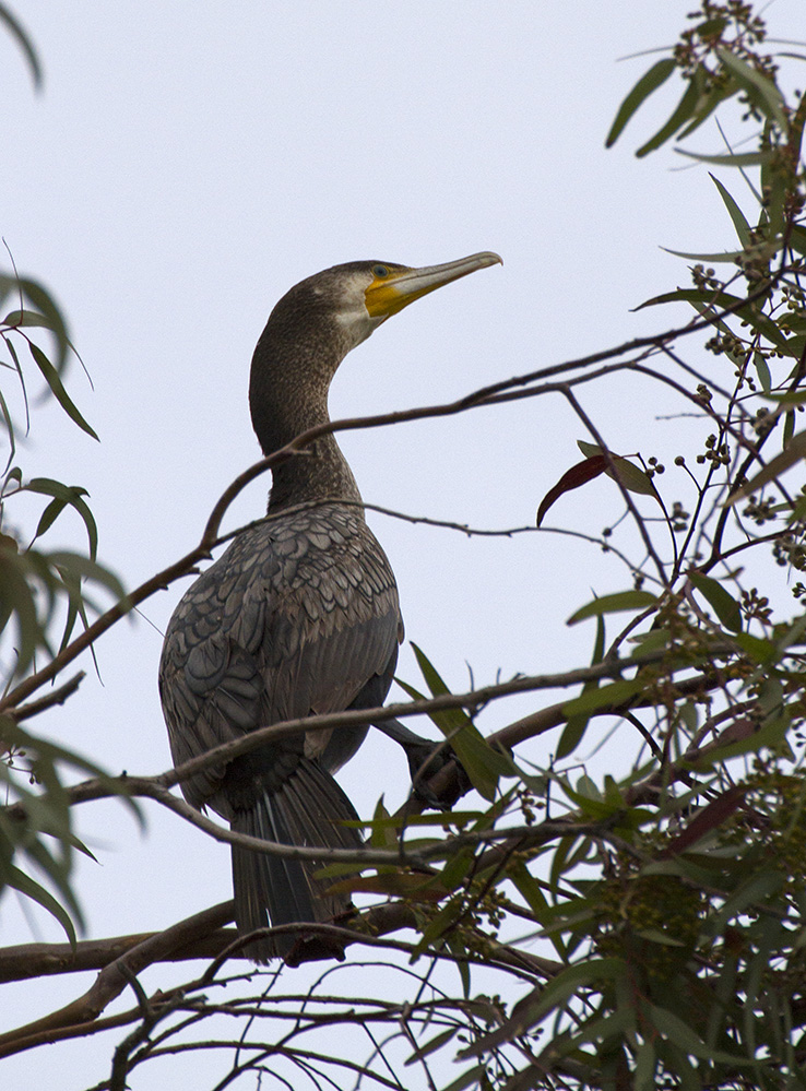 Great Cormorant