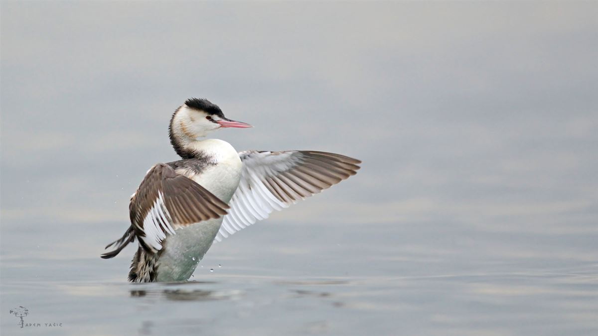 Great Crested Grebe