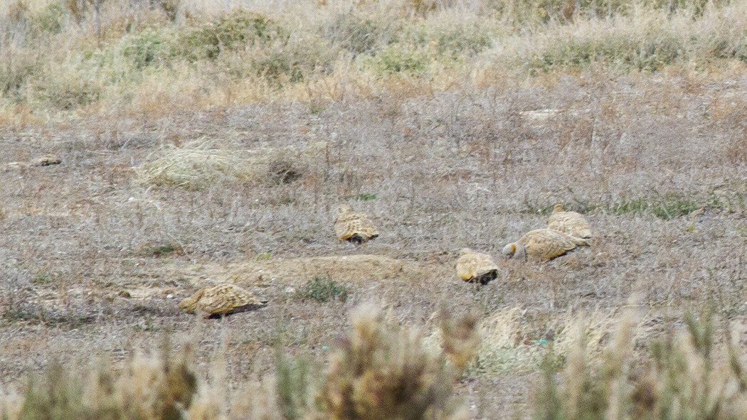 Black-bellied Sandgrouse