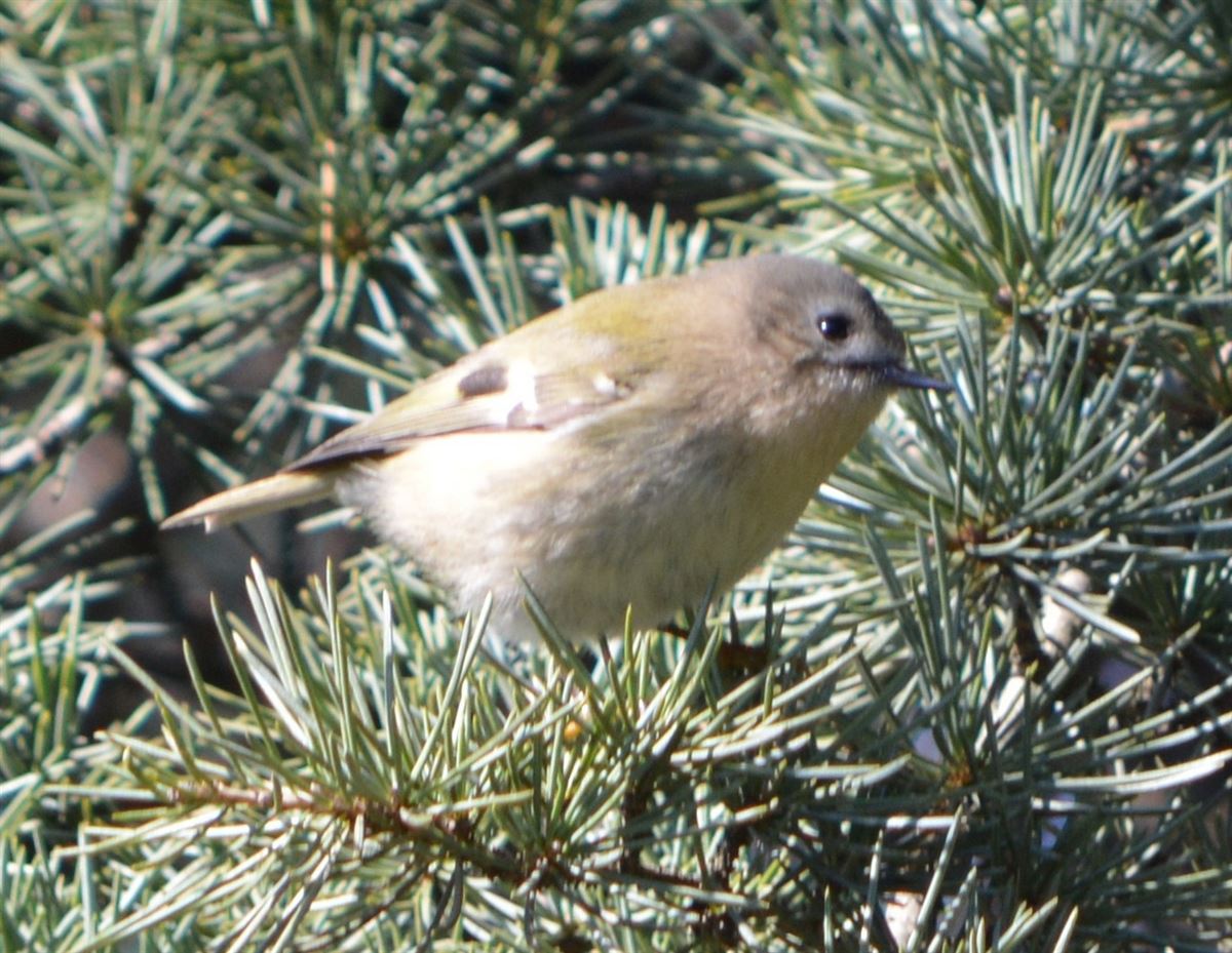 Goldcrest