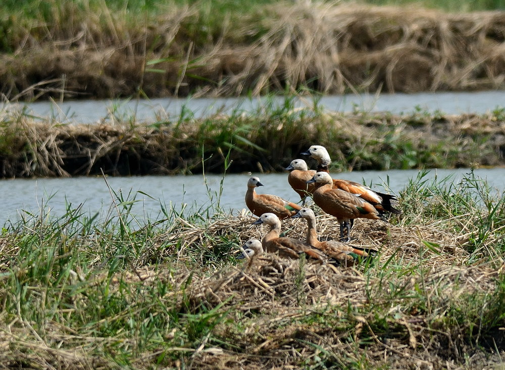 Ruddy Shelduck
