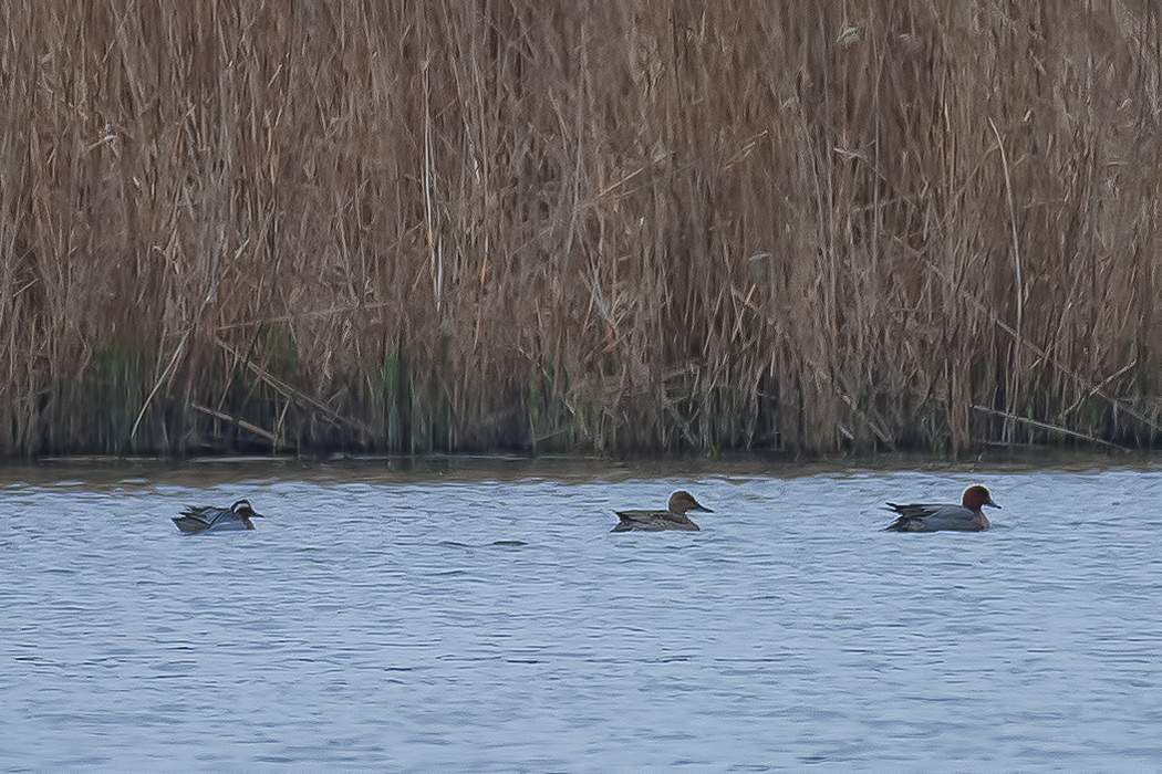 Garganey