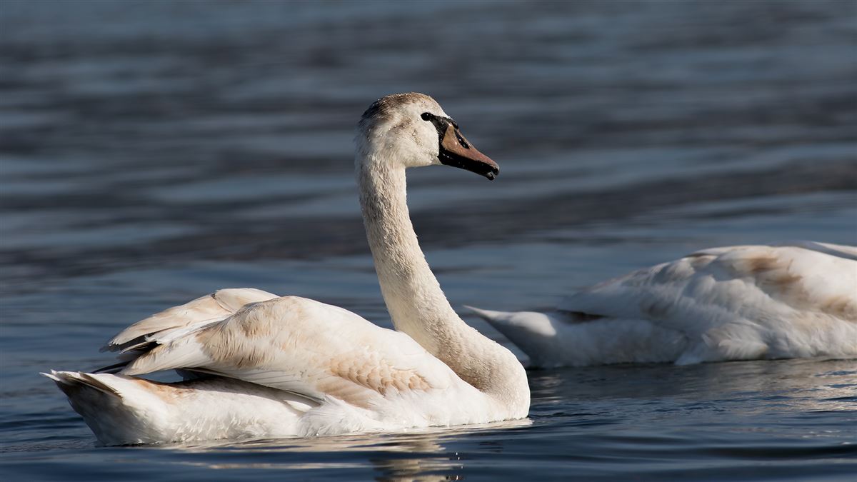 Mute Swan