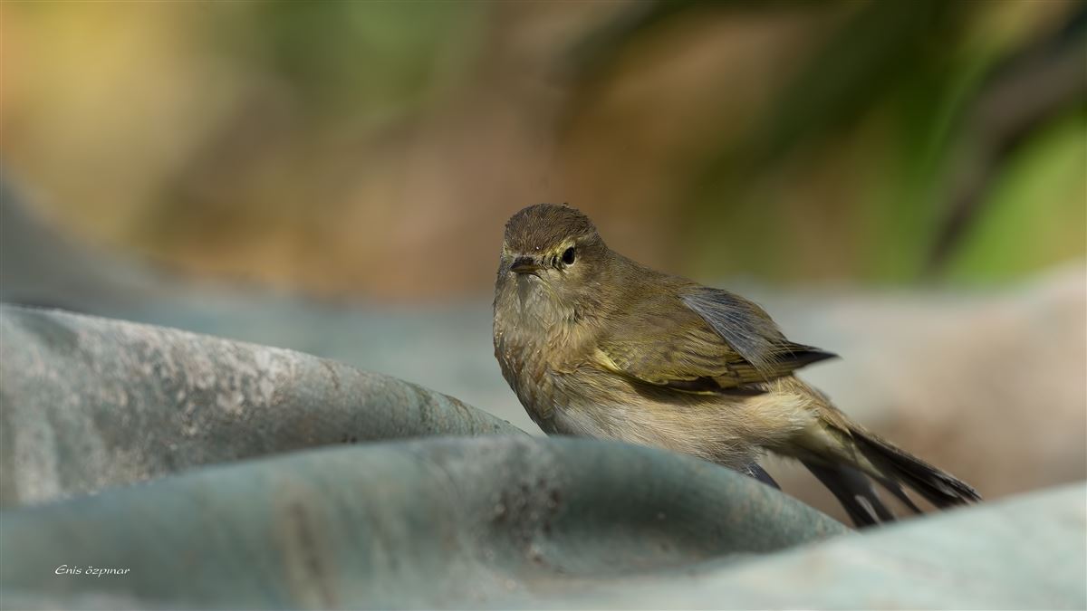Common Chiffchaff