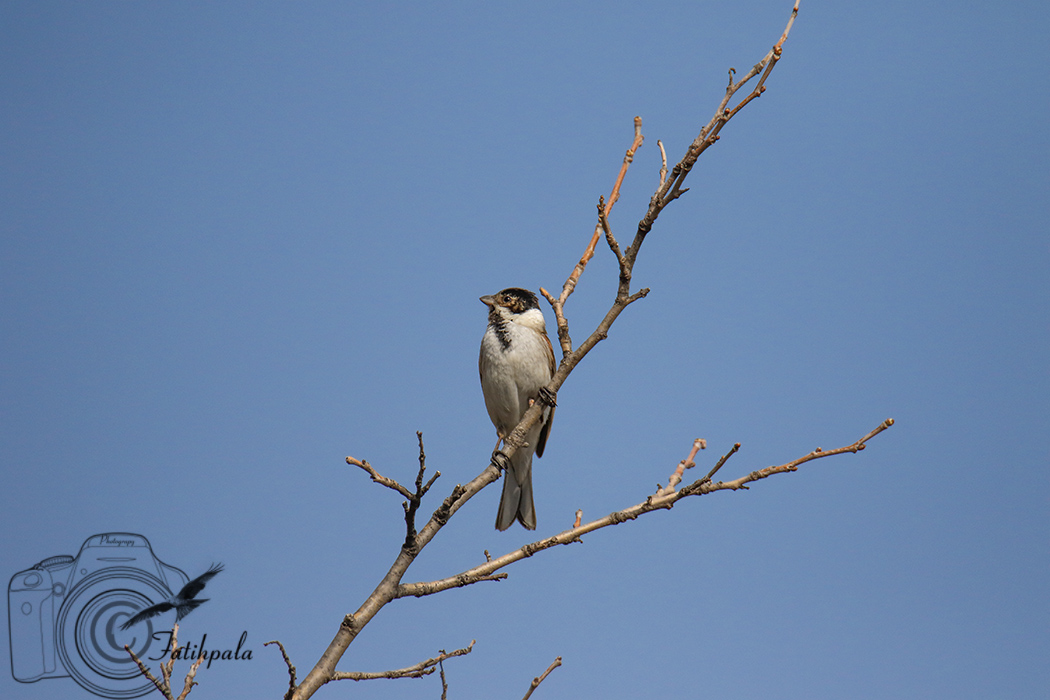 Common Reed Bunting