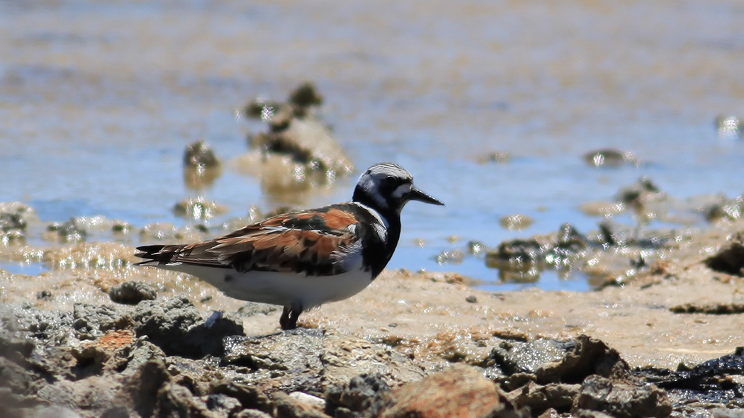 Ruddy Turnstone