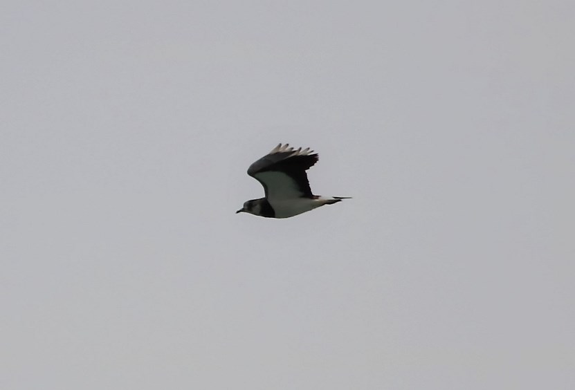 Northern Lapwing