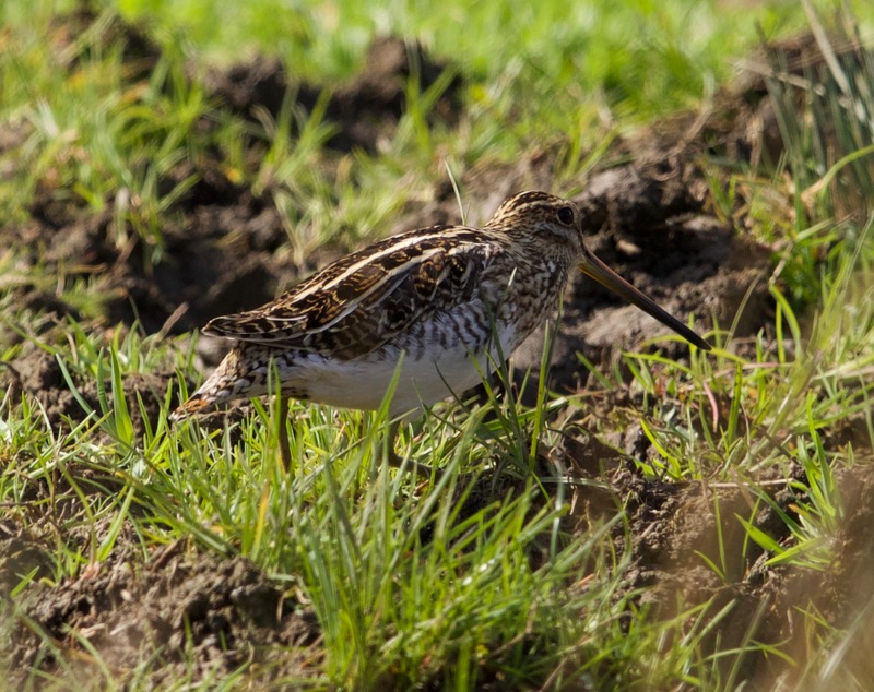 Common Snipe