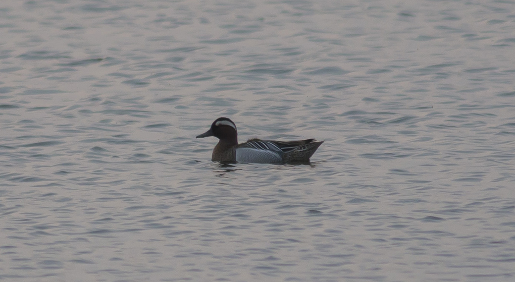 Garganey