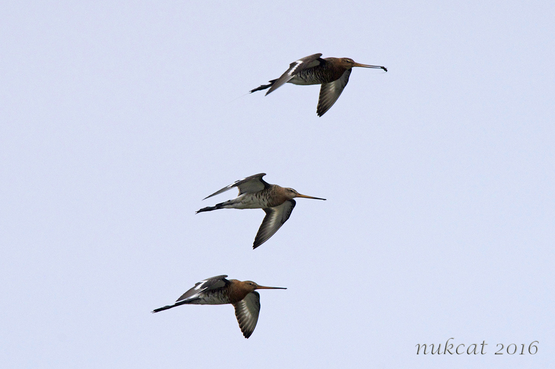 Black-tailed Godwit