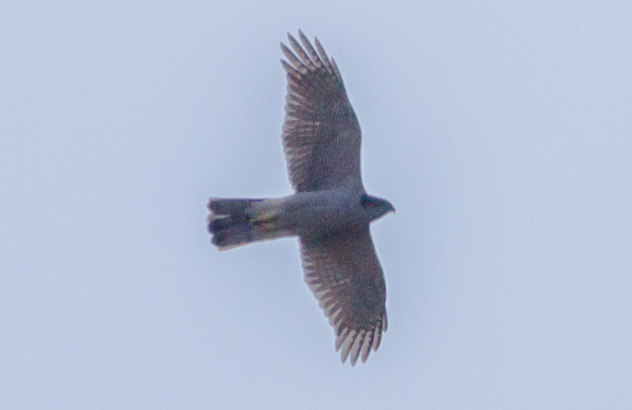 Eurasian Goshawk