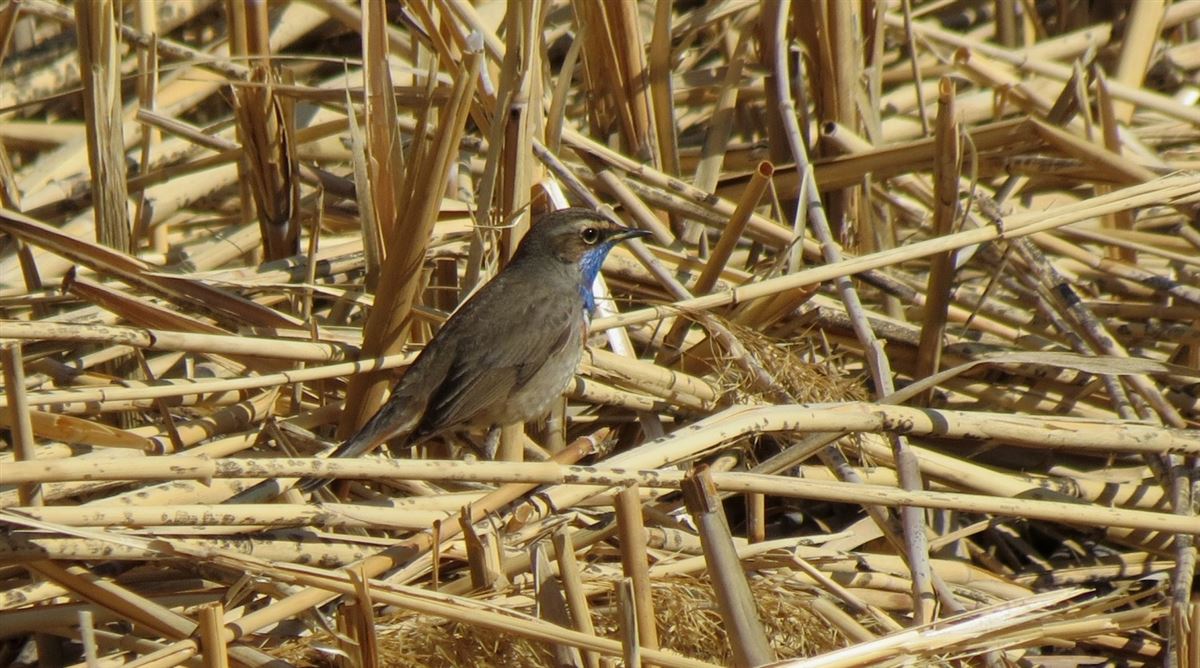 Bluethroat