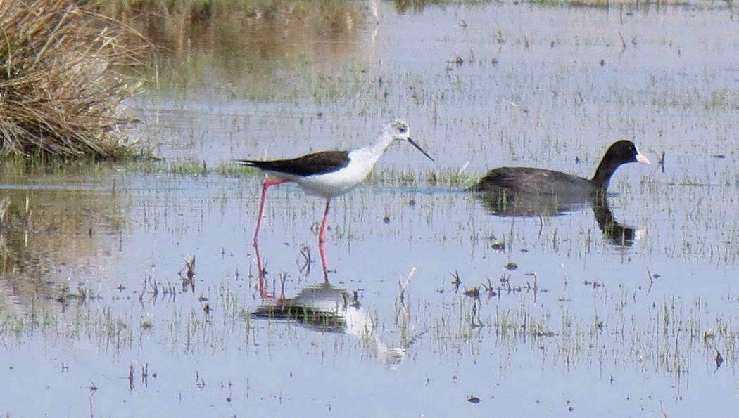 Black-winged Stilt