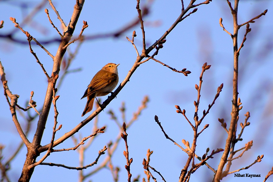 Common Chiffchaff