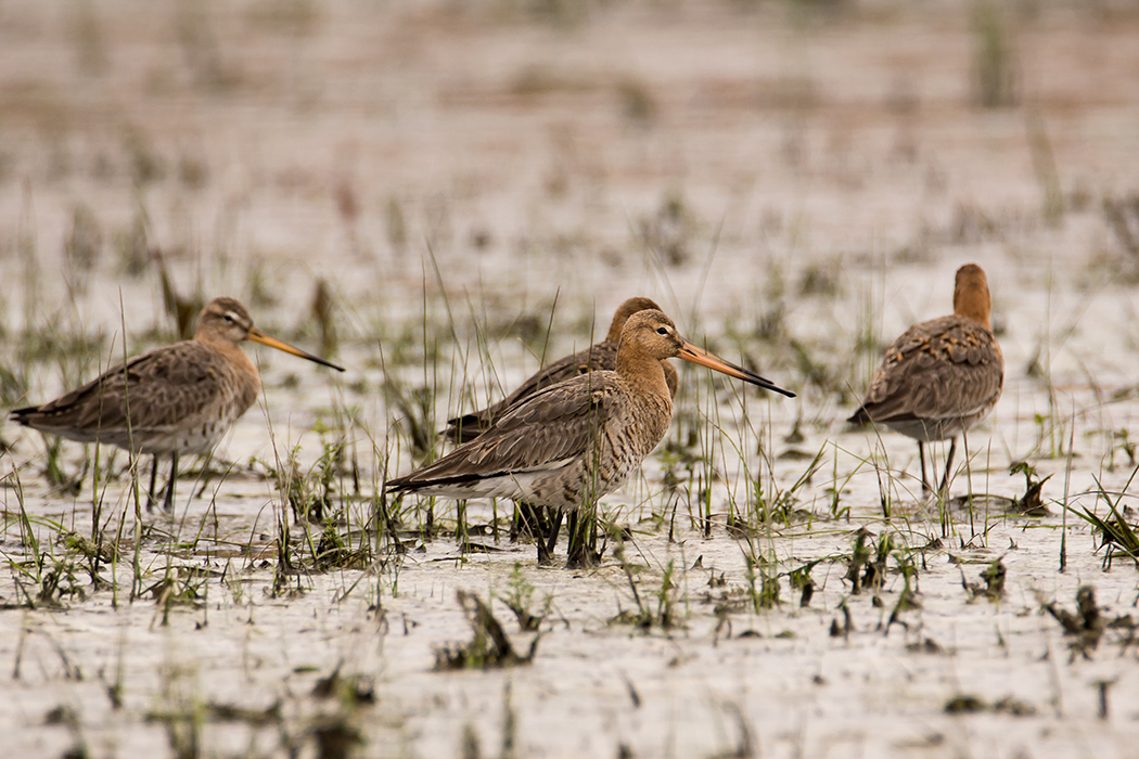 Black-tailed Godwit