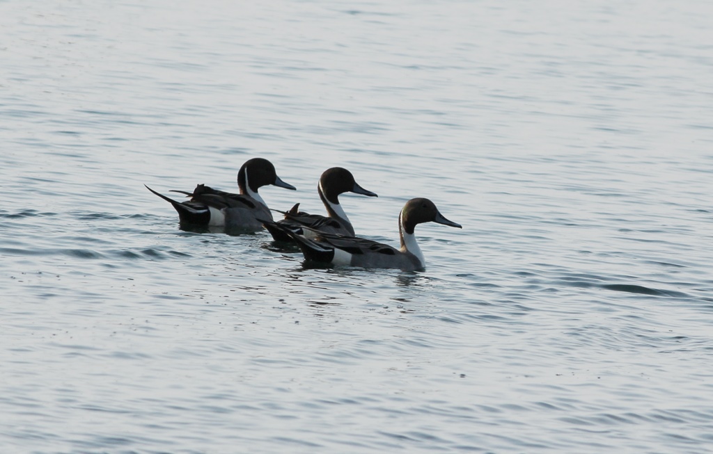 Northern Pintail