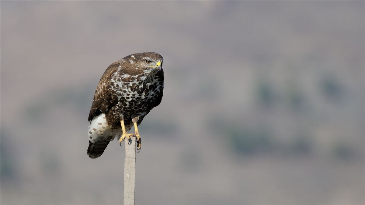 Şahin