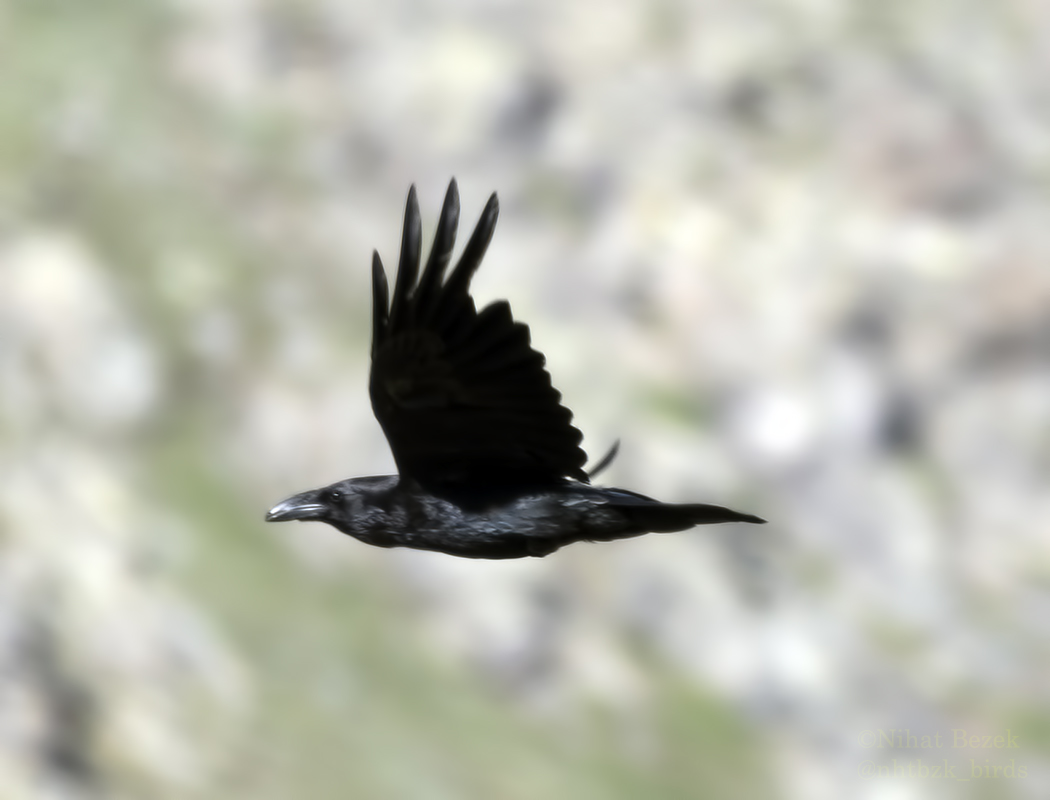 Northern Raven